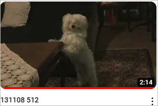 Capture21